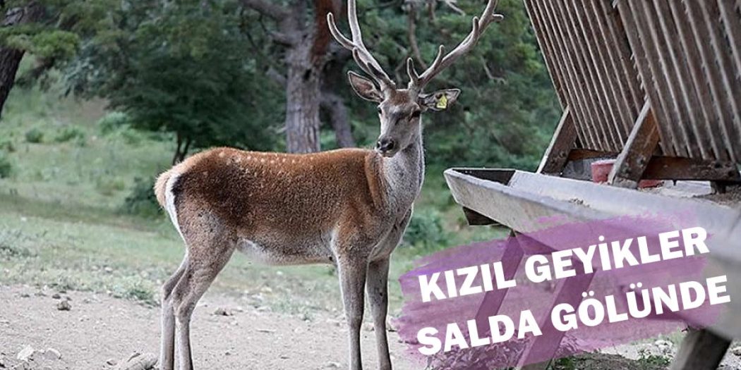 Salda Gölü Kızıl Geyikler Bırakıldı